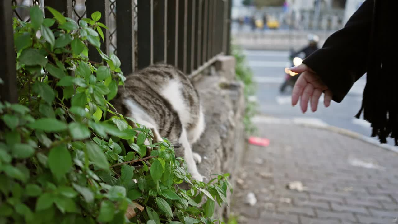 在伊斯坦布尔热闹的人行道上，一名妇女抚摸着一只流浪猫，捕捉到了城市里的同情心。视频素材