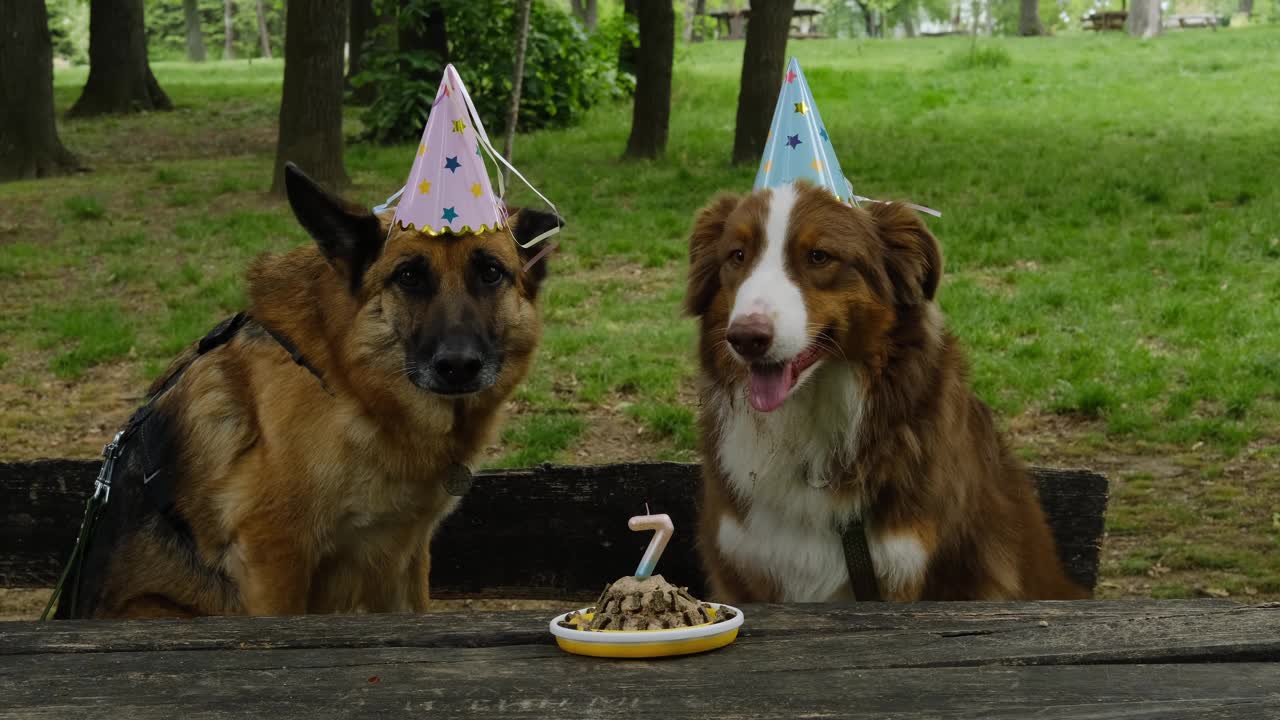 两只宠物在公园里的一张木桌上庆祝它们的7岁生日，旁边是一个肉饼。视频下载