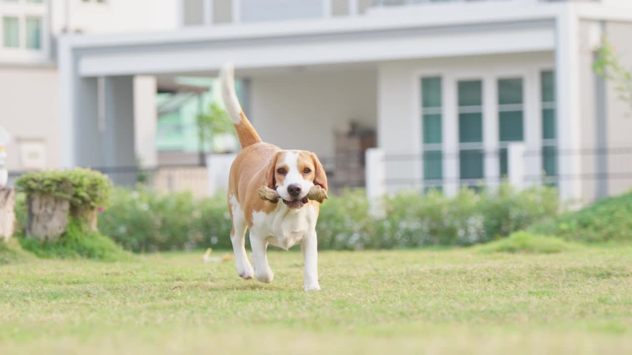 比格犬在操场的草地上跑向照相机。慢动作视频。长耳朵扇动，在空中飞翔，狗冲过来，直视镜头视频素材