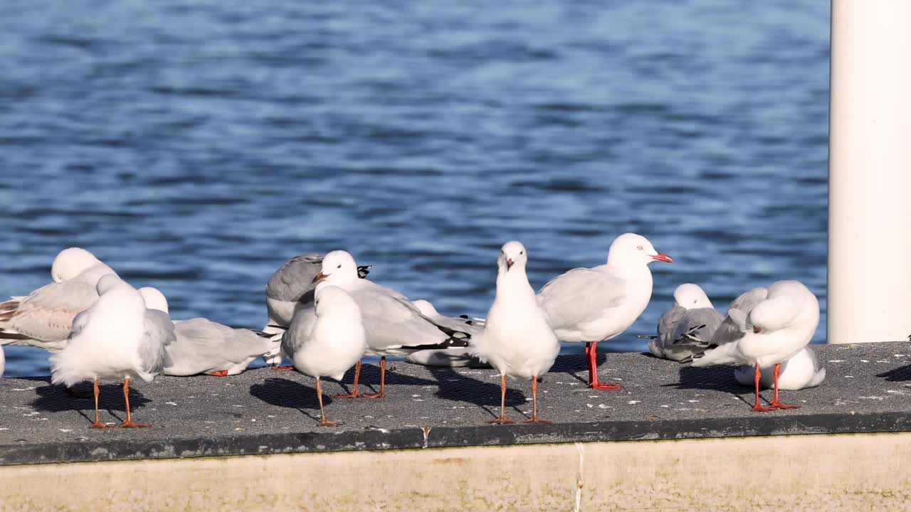 海鸥聚集在海滨视频素材