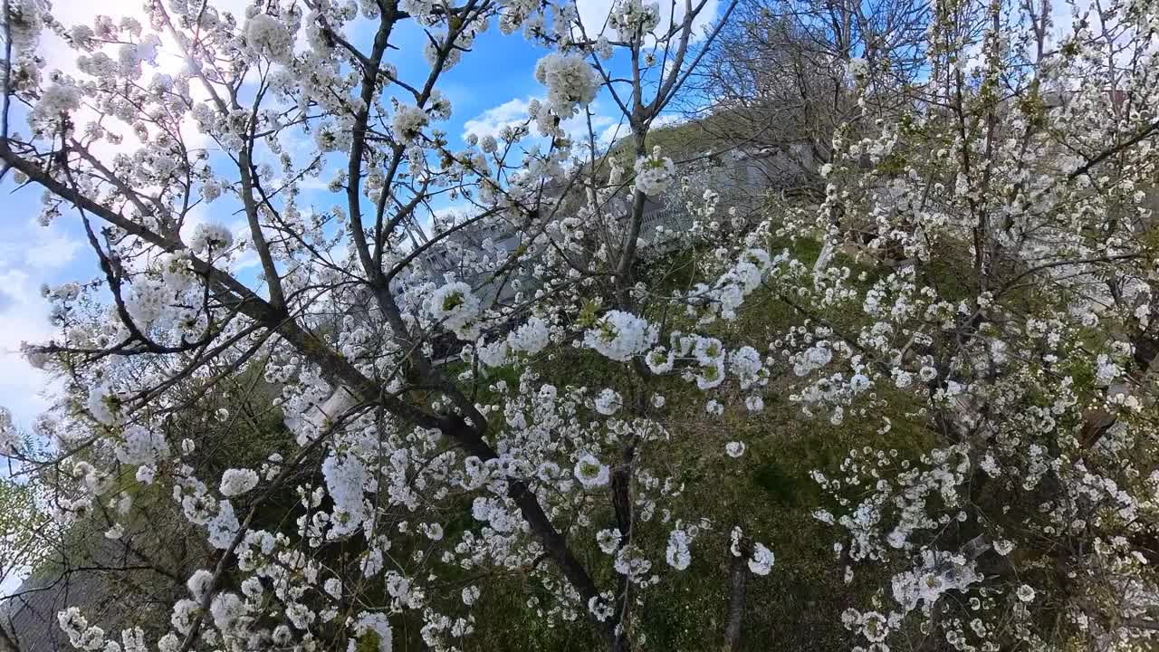 春天花园里盛开的樱桃树视频下载