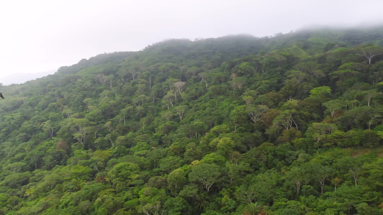 空中丛林哥伦比亚圣玛尔塔加勒比森林茂密，鸟类飞翔视频素材