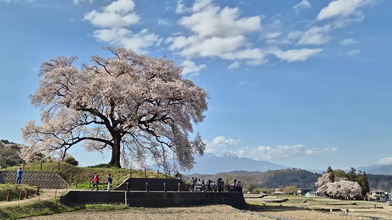 万日冢樱花日本山梨县，一棵330岁的大樱花树，可以看到身后的群山和富士山。视频素材