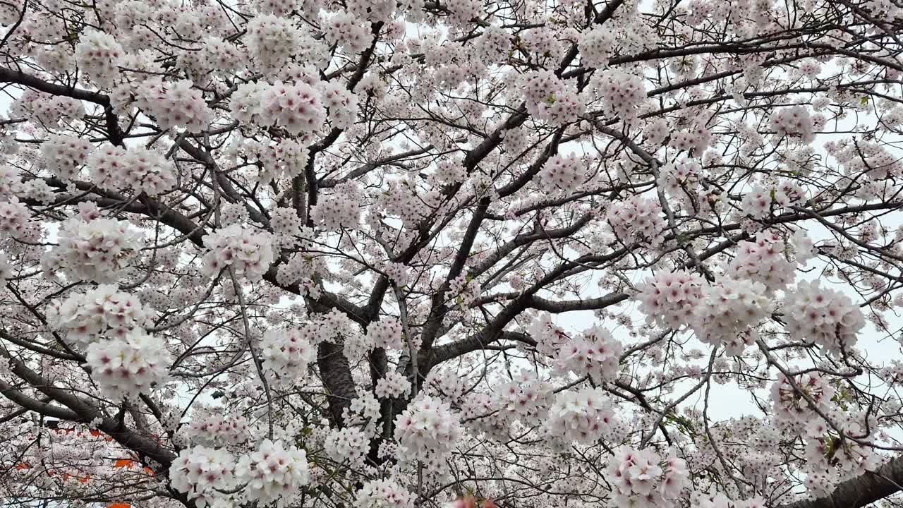 日本每年2月到4月盛开美丽的樱花。在随风摇曳的树上。复制空间背景视频素材