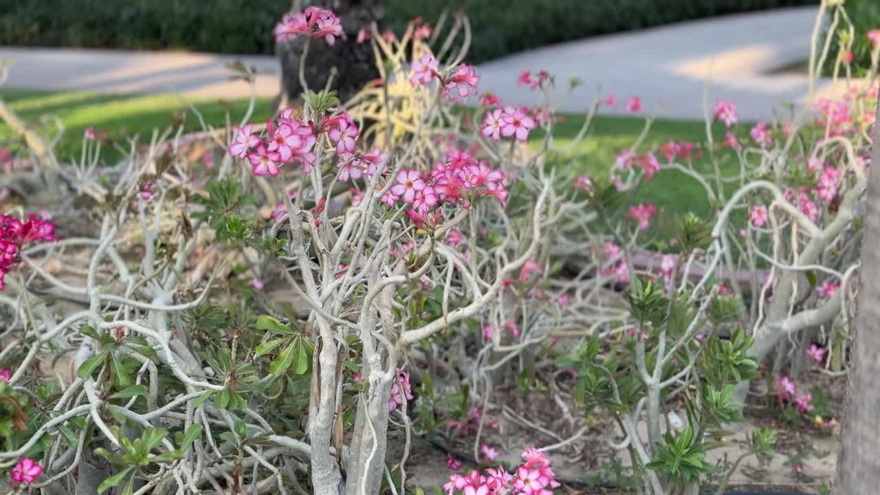 花园里美丽的花朵，粉红色的花朵和绿色的叶子视频素材