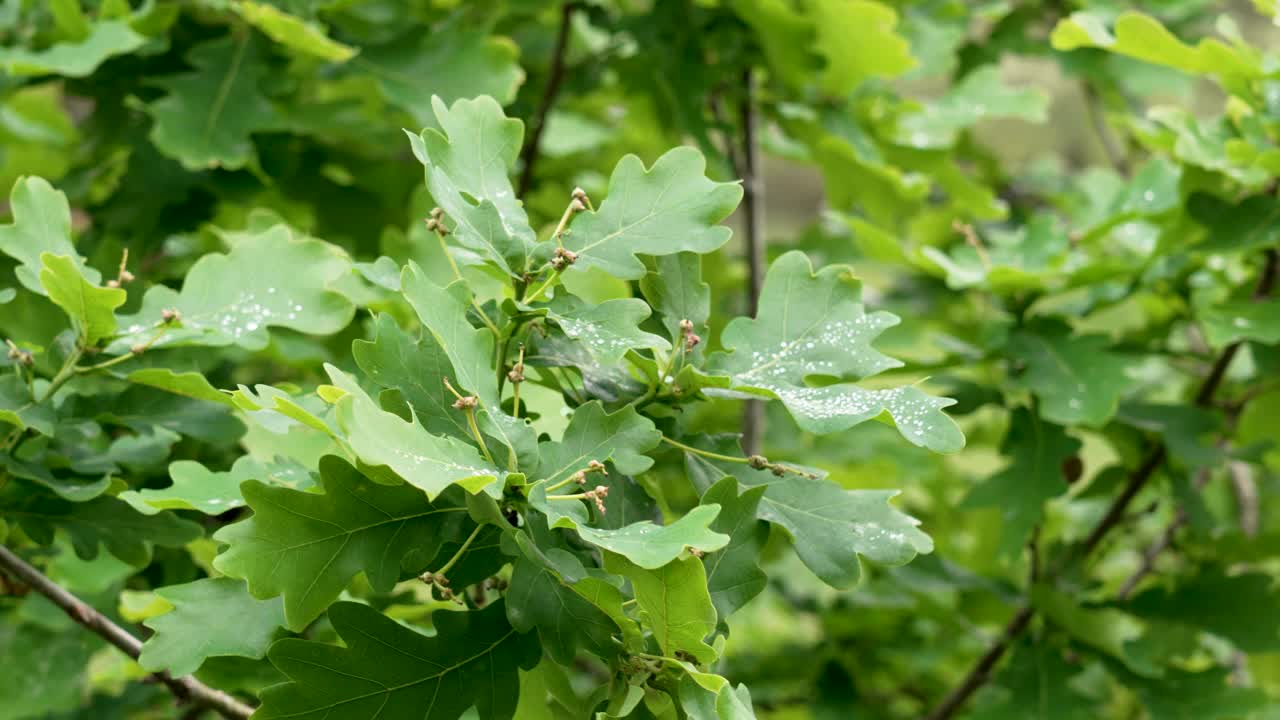 雨滴落在春天嫩绿的橡树叶子上。淡水滴在树叶上视频素材