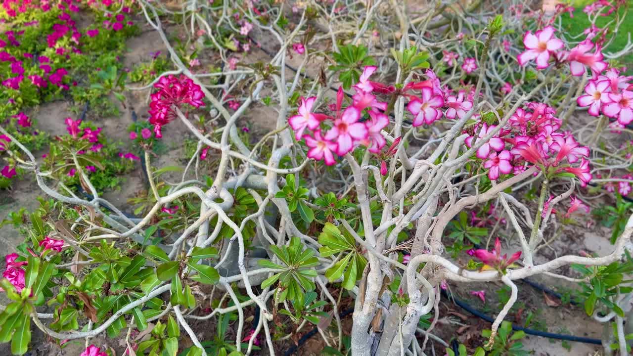 沙漠里的玫瑰花开在花园里，在草地上显出美丽的样子视频素材