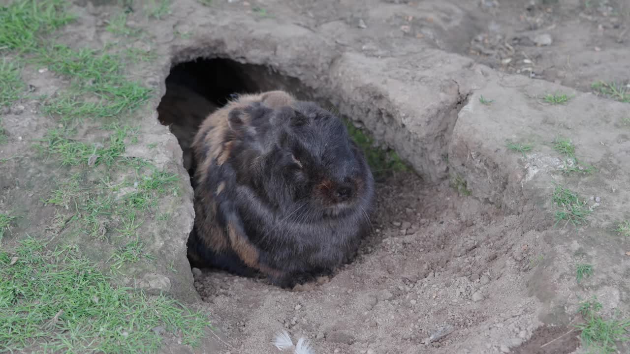 黑兔子躺在地上的一个土洞里视频素材