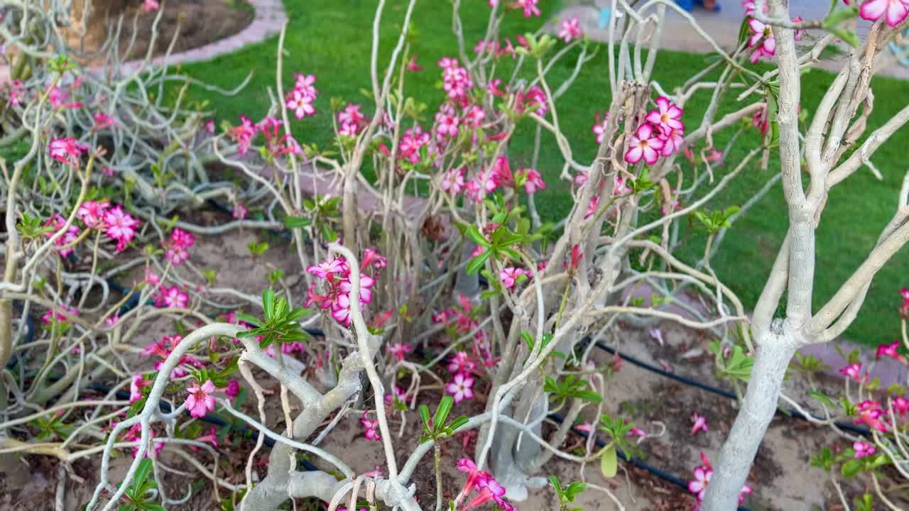 沙漠里的玫瑰花开在花园里，在草地上显出美丽的样子视频下载