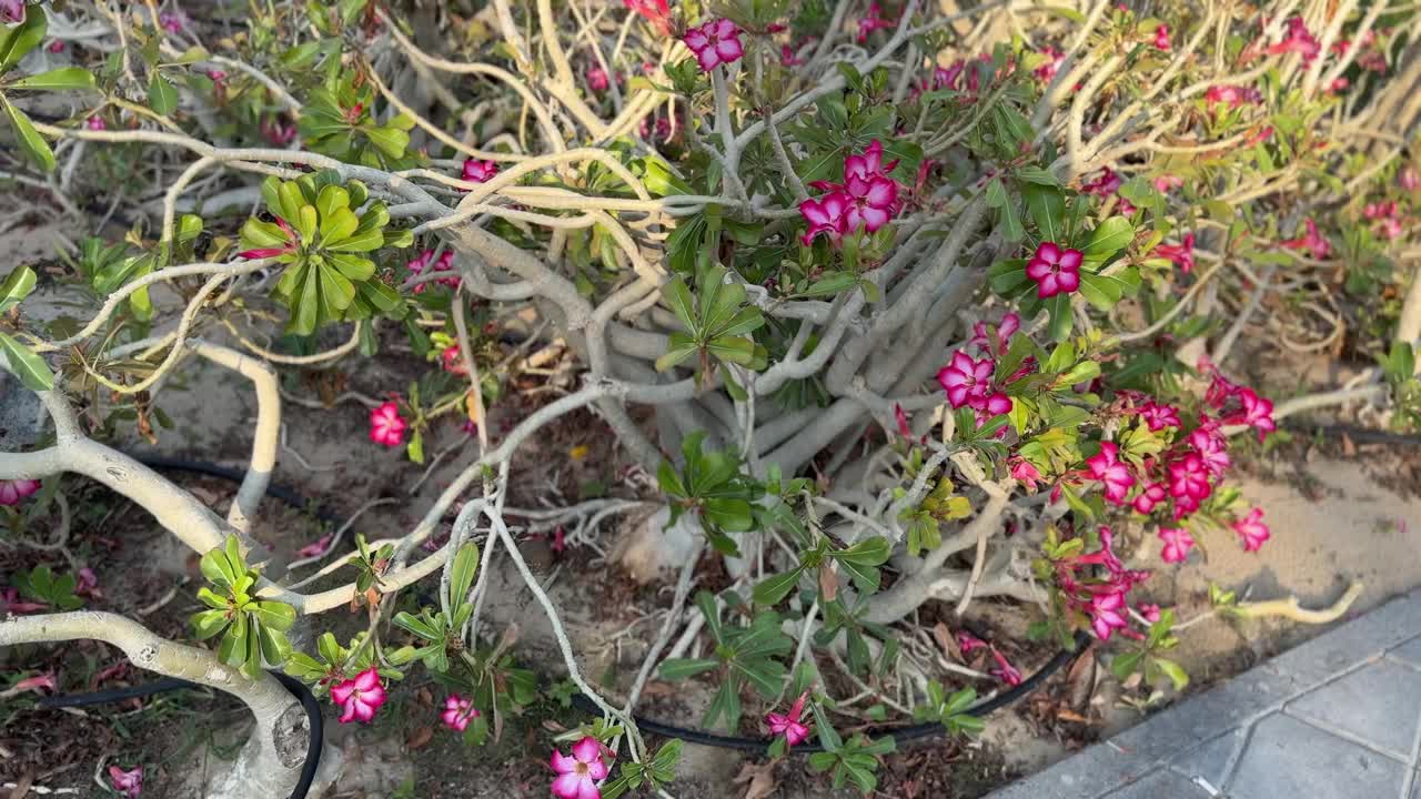 花园里美丽的花朵，粉红色的花朵和绿色的叶子视频素材