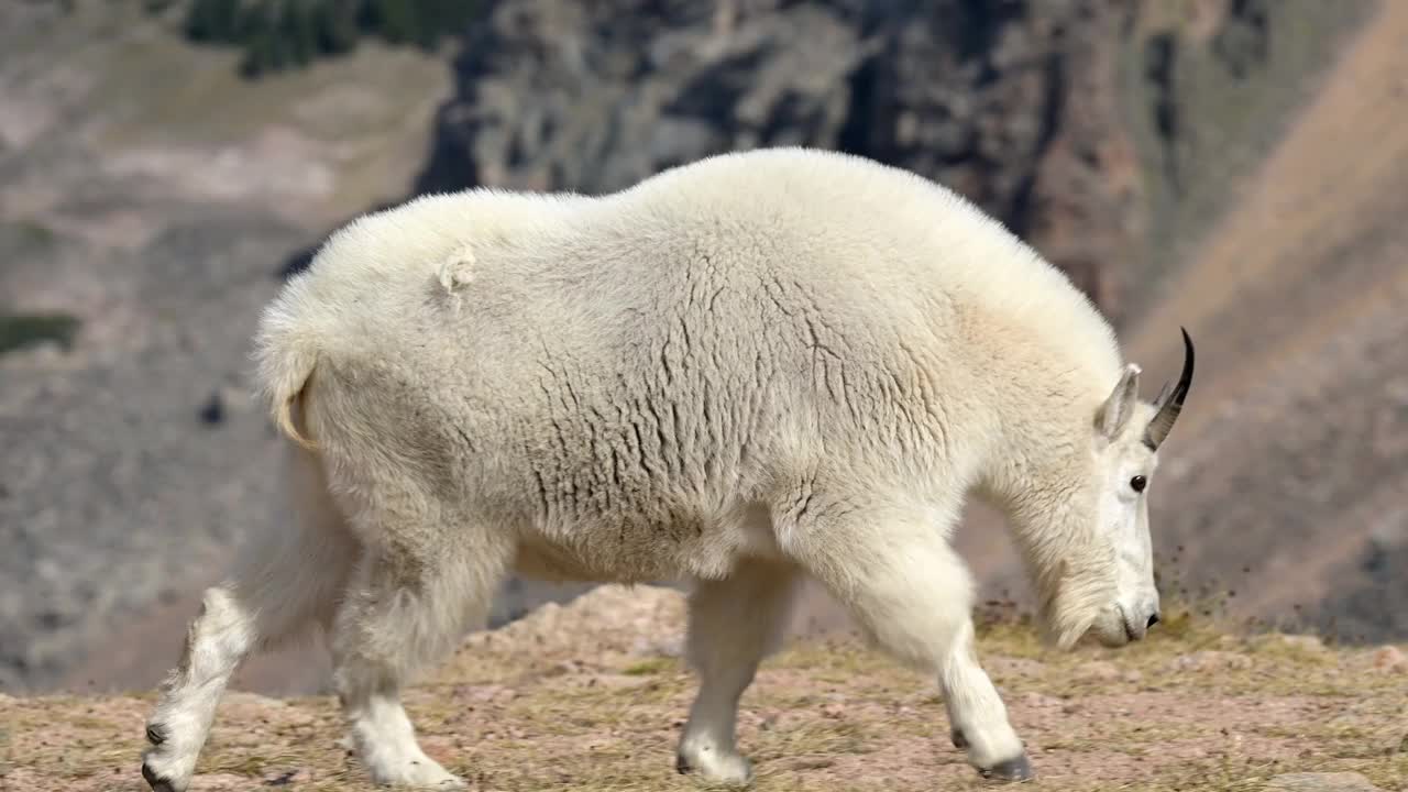 野山羊视频下载