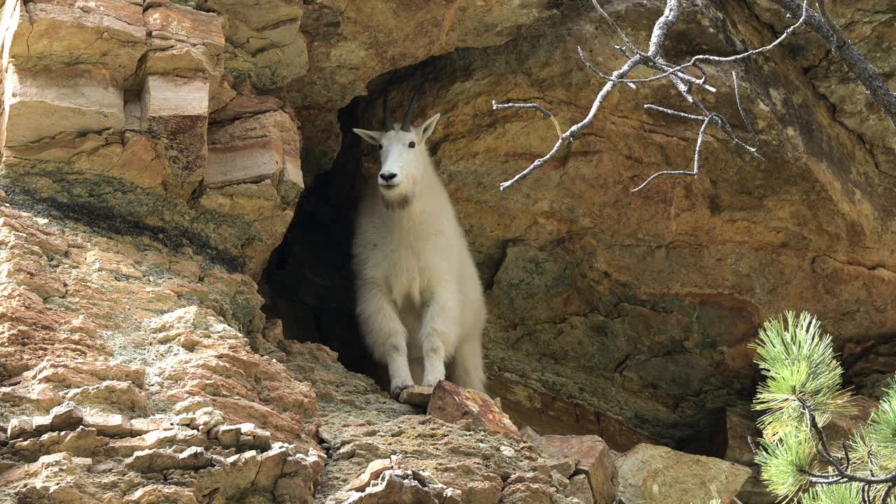 Spearfish峡谷的山羊视频素材