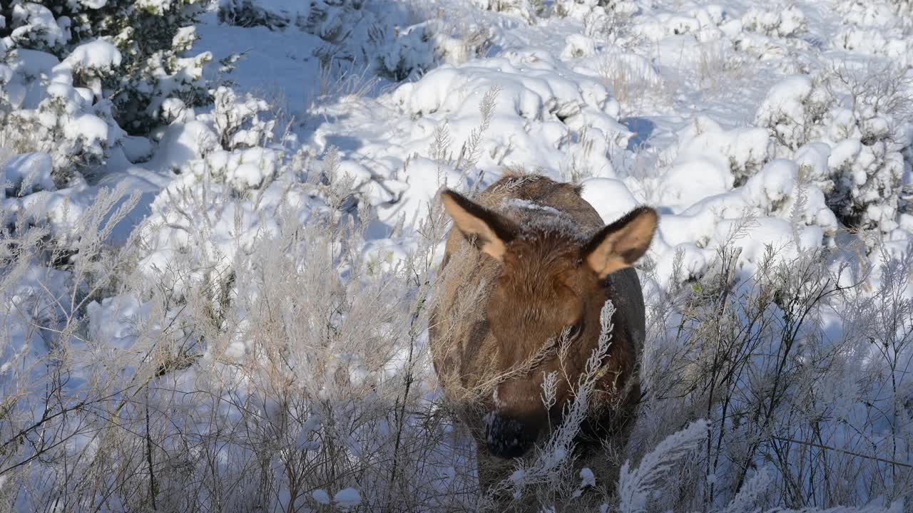 雪中的麋鹿视频下载