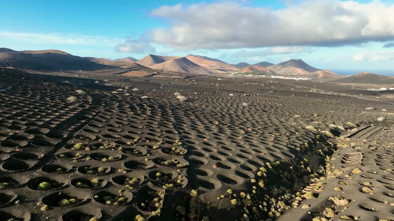 西班牙加那利群岛兰萨罗特岛葡萄园黑色火山灰轨迹，无人机鸟瞰图视频素材