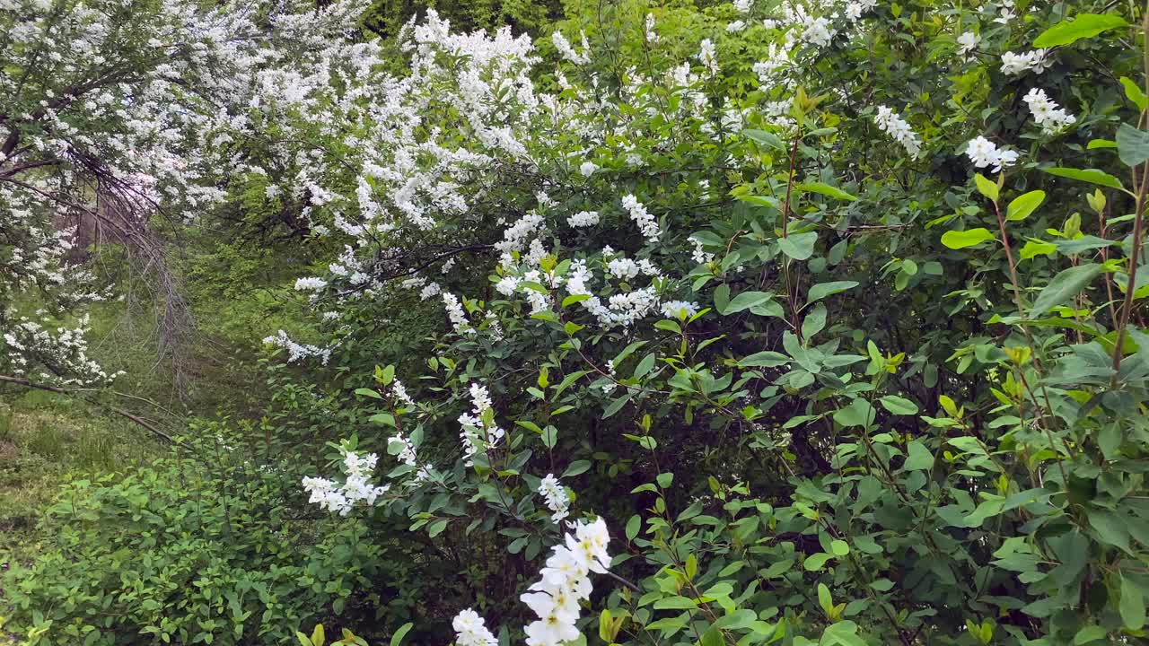 植物园里的白色花园茉莉花。视频素材