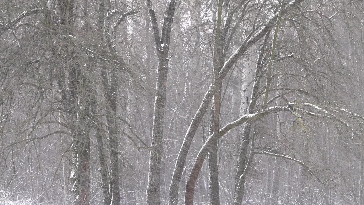 雪在森林里黑树的背景下飞舞。视频下载