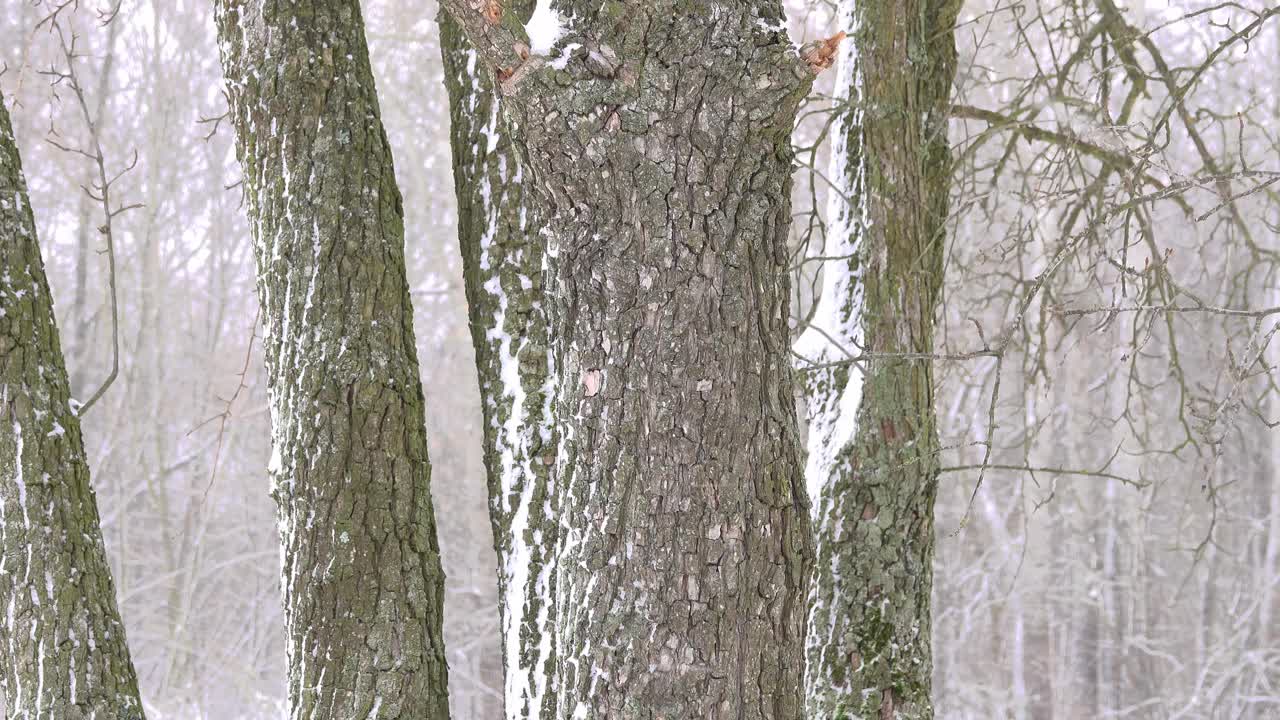 雪在森林里黑树的背景下飞舞。视频素材