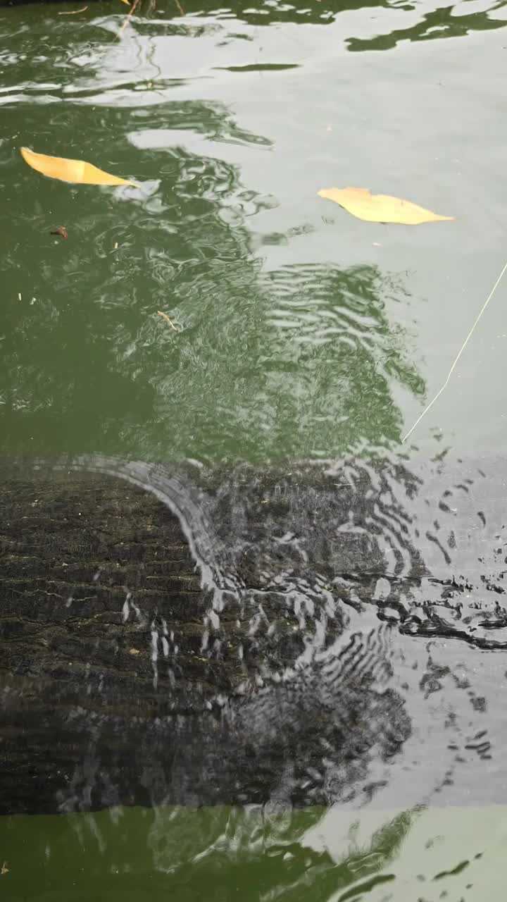 一个湖的水面，下面有倒下的树，俯视图。视频素材