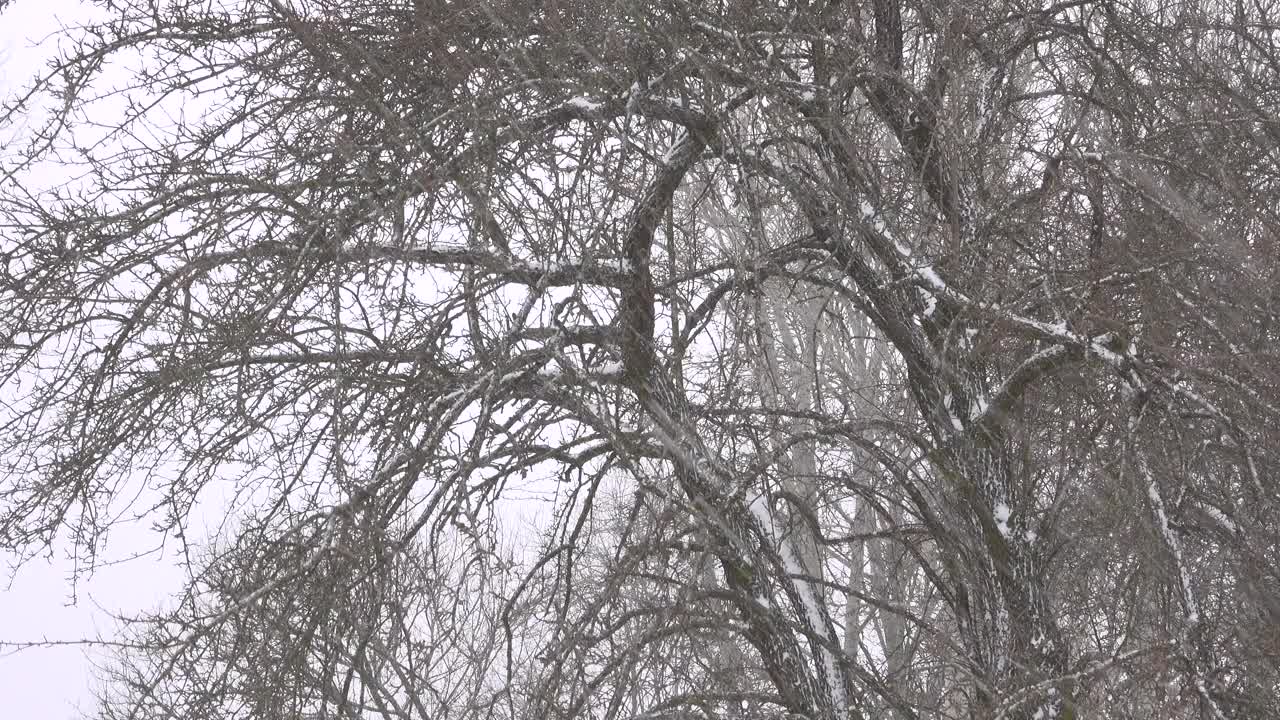 雪在森林里黑树的背景下飞舞。视频下载