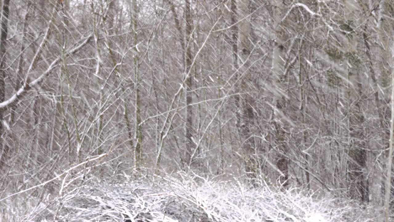 雪在森林里黑树的背景下飞舞。视频素材