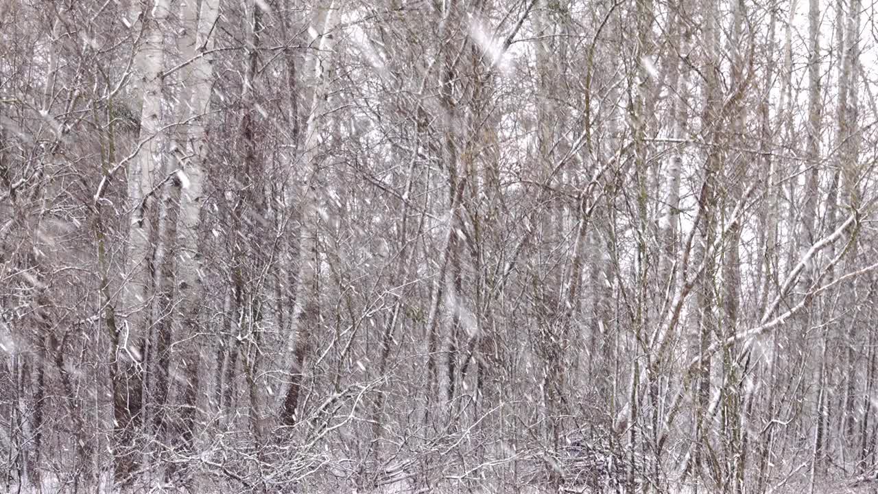 雪在森林里黑树的背景下飞舞。视频下载