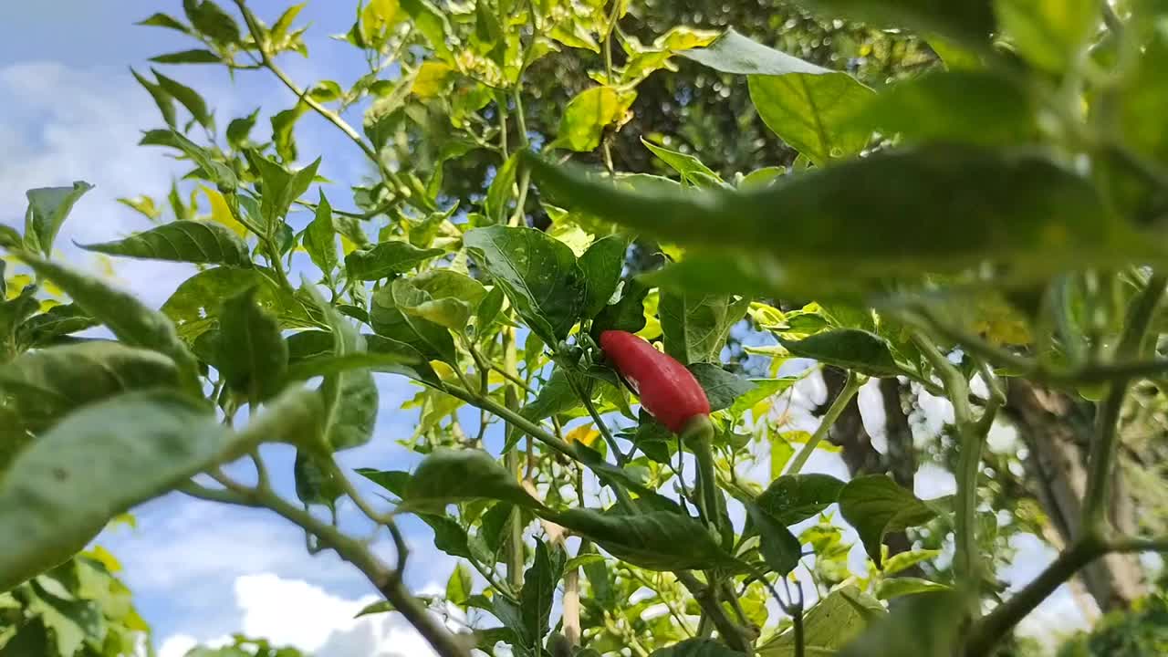 植物上成熟的辣椒特写视频素材