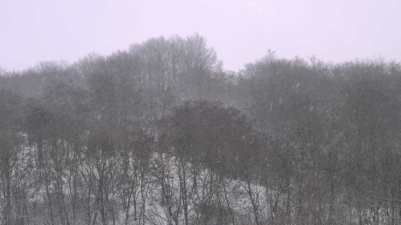 大雪的背景是山上的落叶林。视频下载