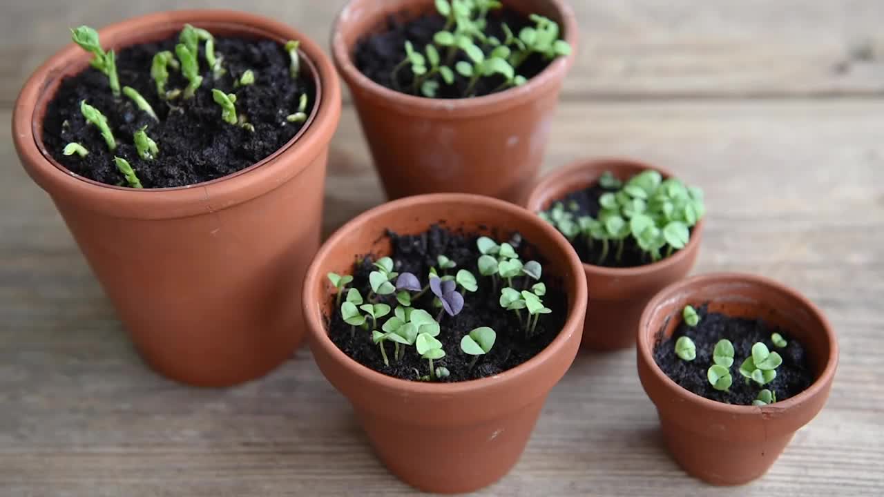 盆栽各种蔬菜苗木。视频素材