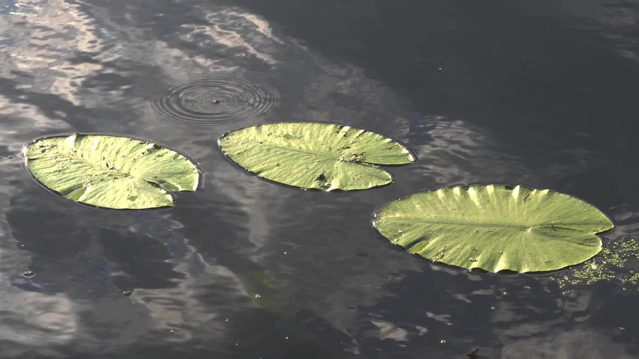 睡莲的叶子在河的水面上。视频下载