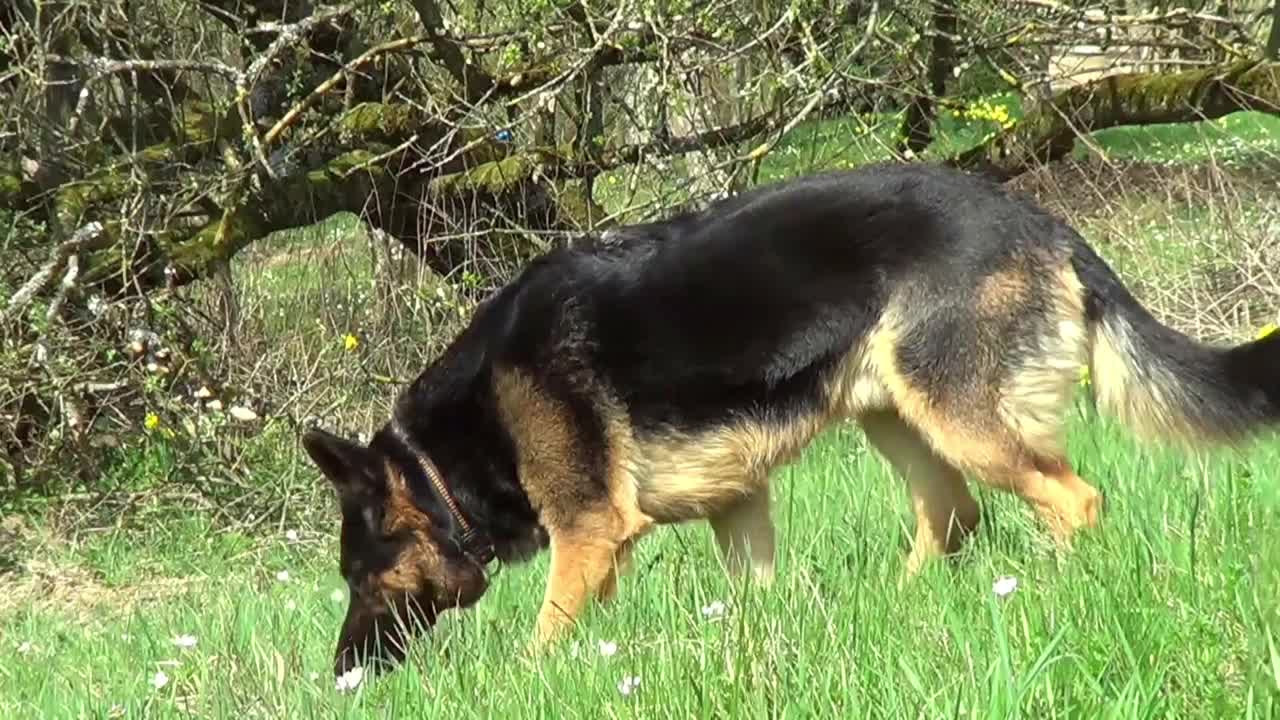 德国牧羊犬嗅草。追踪犬视频素材