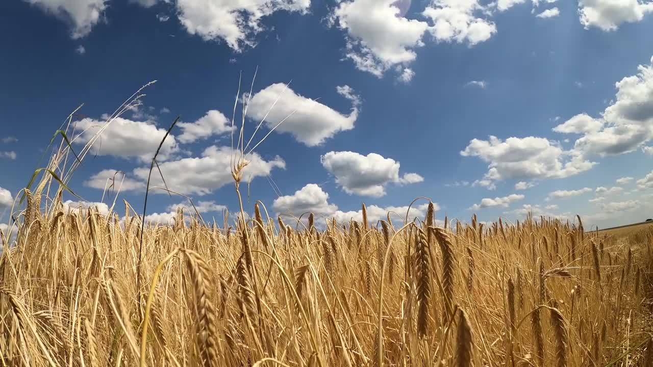 青稞的玉米地，蔚蓝多云的天空视频下载