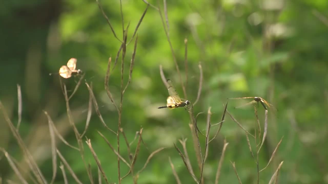 蜻蜓栖息在树枝上视频素材