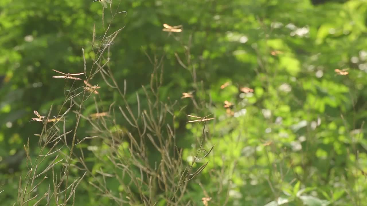 自然界中成群的蜻蜓视频素材