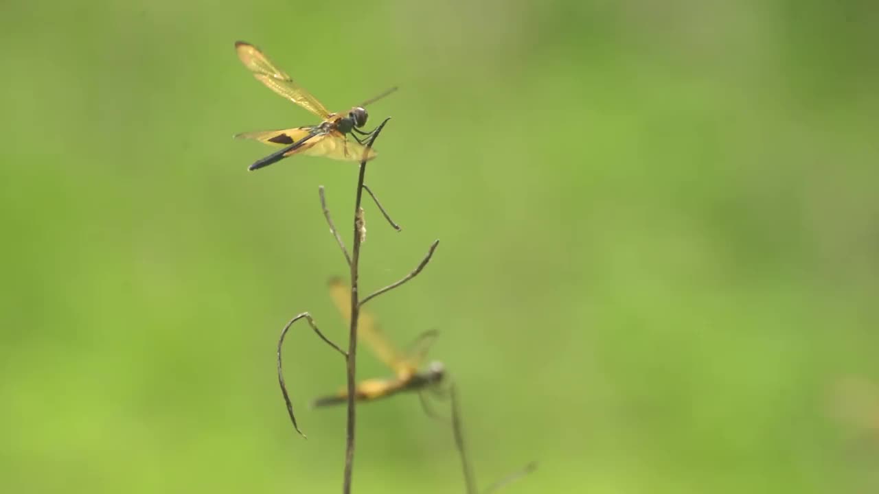 栖息在树枝上的蜻蜓视频素材