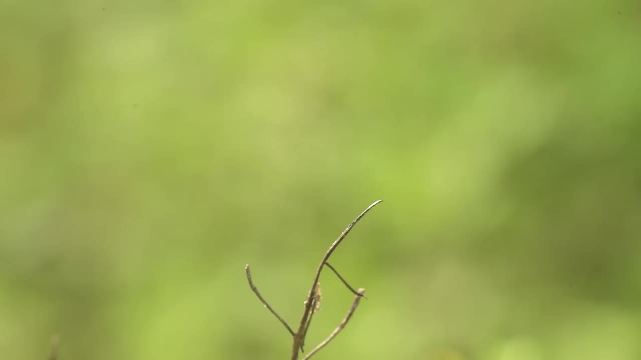 栖息在树枝上的蜻蜓视频素材