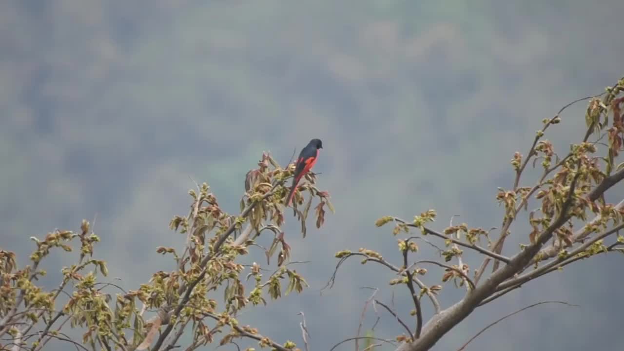 树枝上的红色迷你鸟视频素材