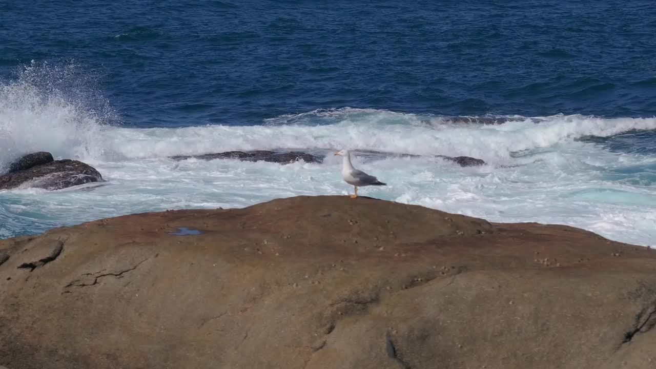 一只海鸥站在西班牙大西洋沿岸木峡镇海岸线上的一块岩石上视频素材