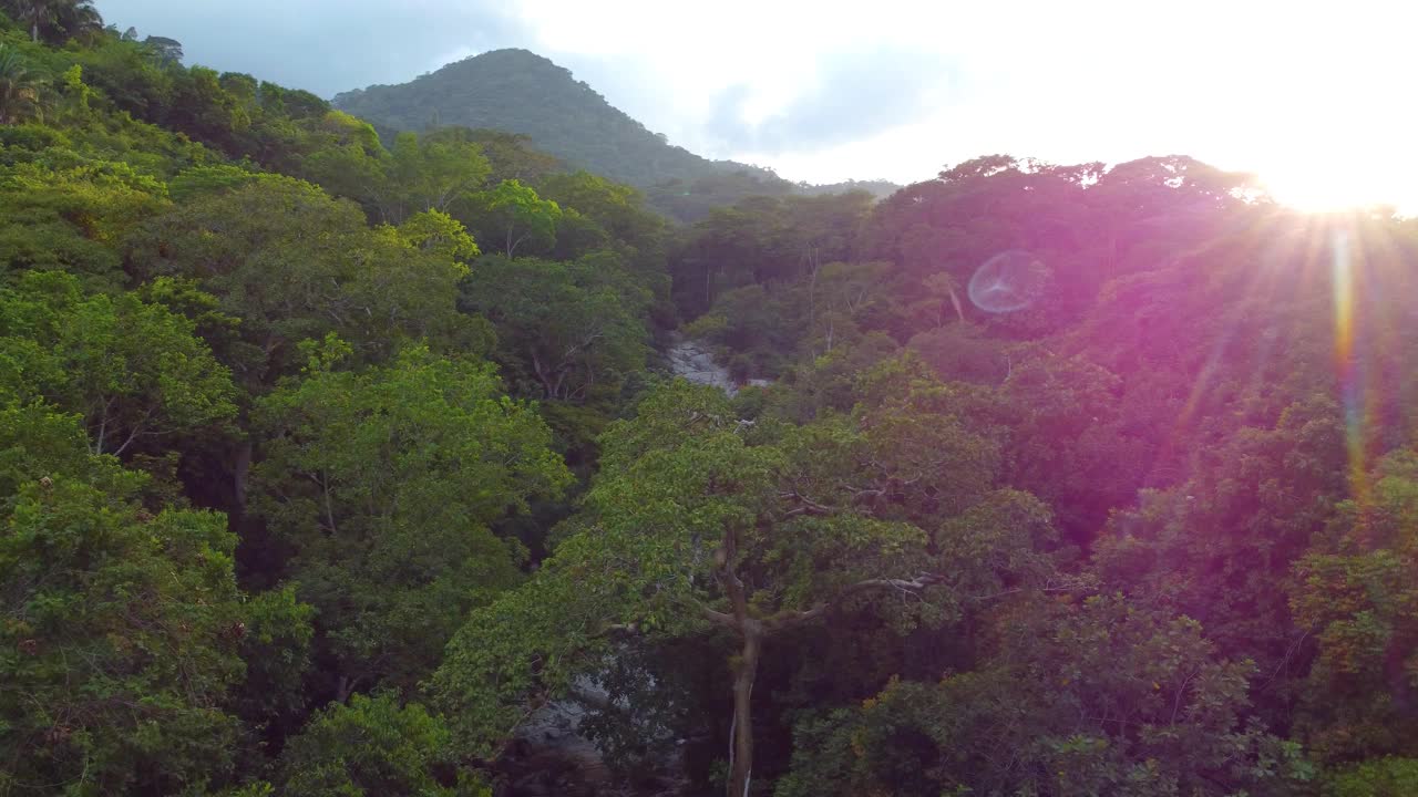 夏天，阳光照耀着热带和郁郁葱葱的绿色森林。-航拍视频素材