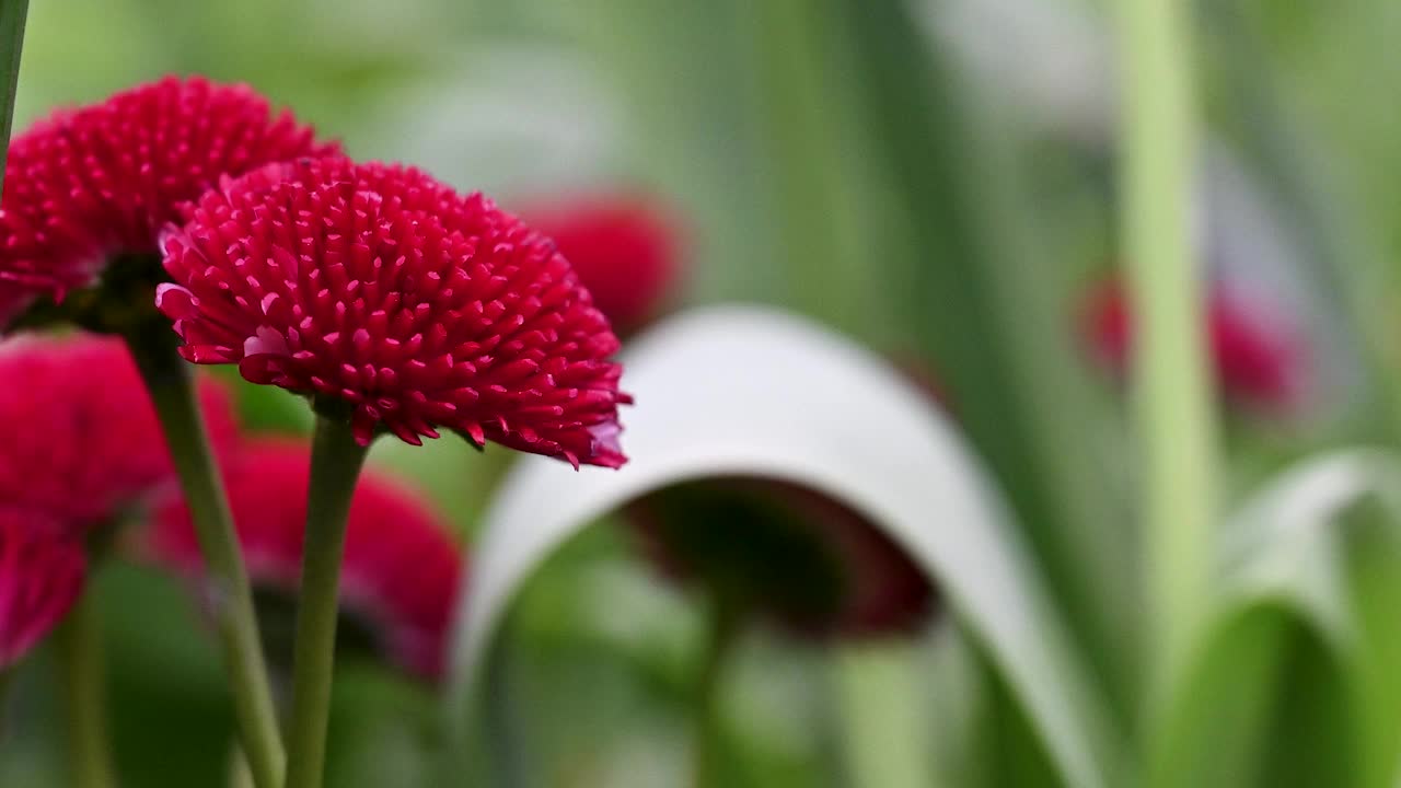 菊花x moriolium，英国伦敦中部花店的雏菊视频素材
