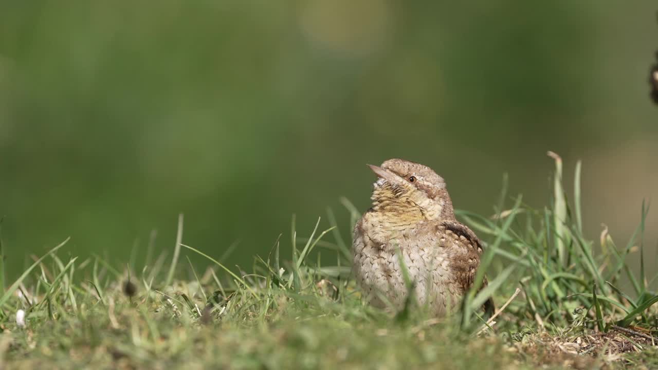 栖息在地面上的欧亚蛇颈猴。视频素材