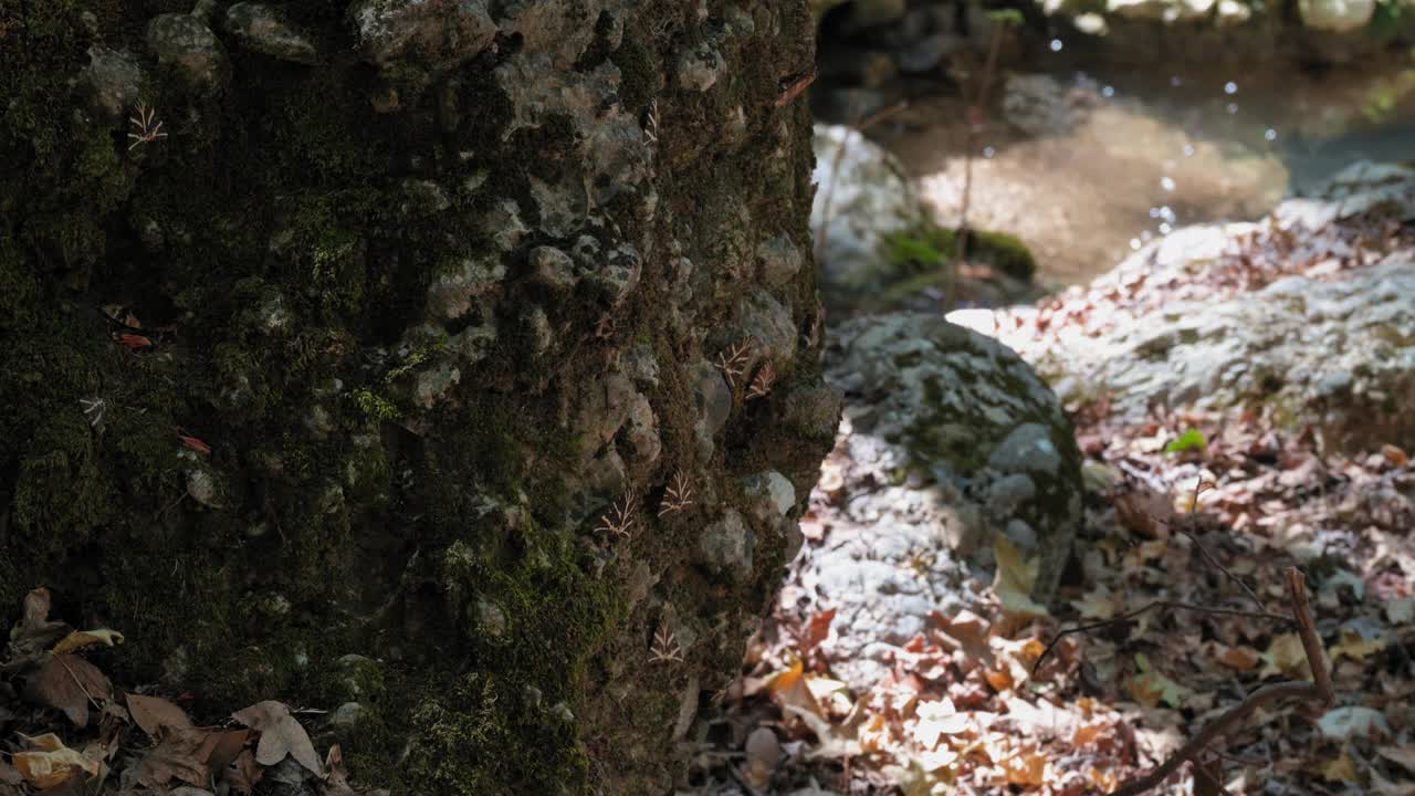 一棵长着苔藓的树视频下载