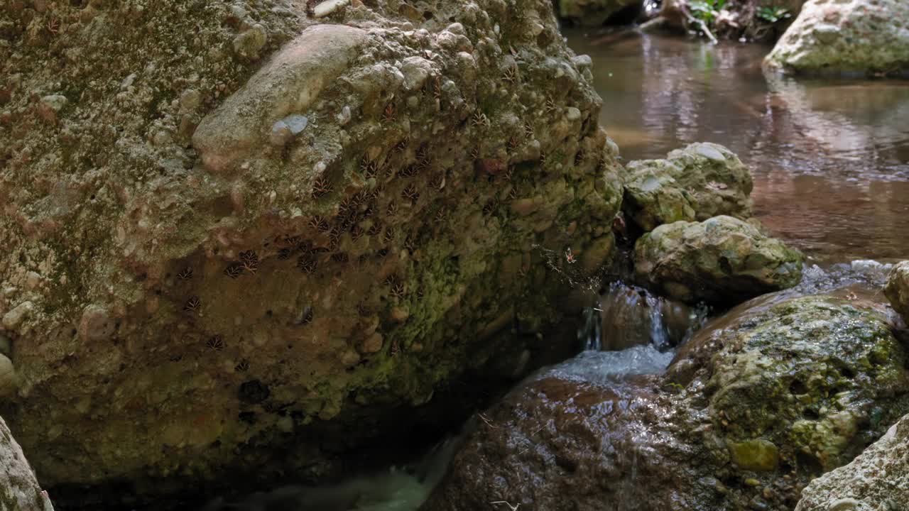 岩石在溪流中，水流过它视频下载