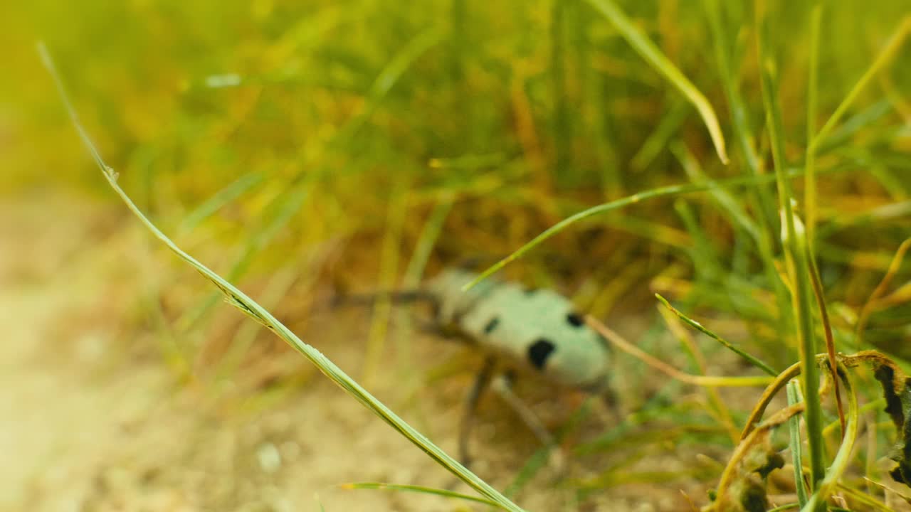 沙地上的甲虫特写视频素材