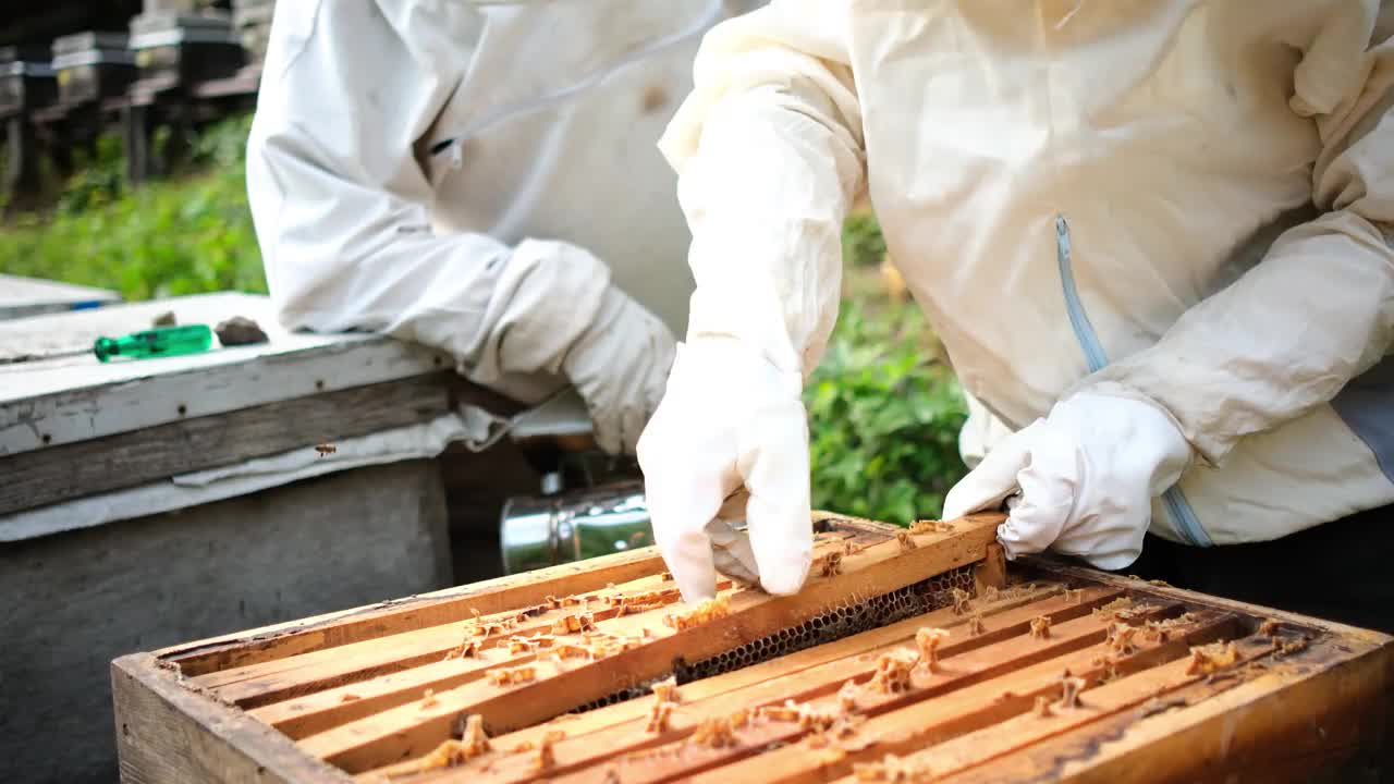 身穿白色防护服的养蜂人拿着装在木框里的蜜蜂和蜂蜡。4 k的视频。视频素材