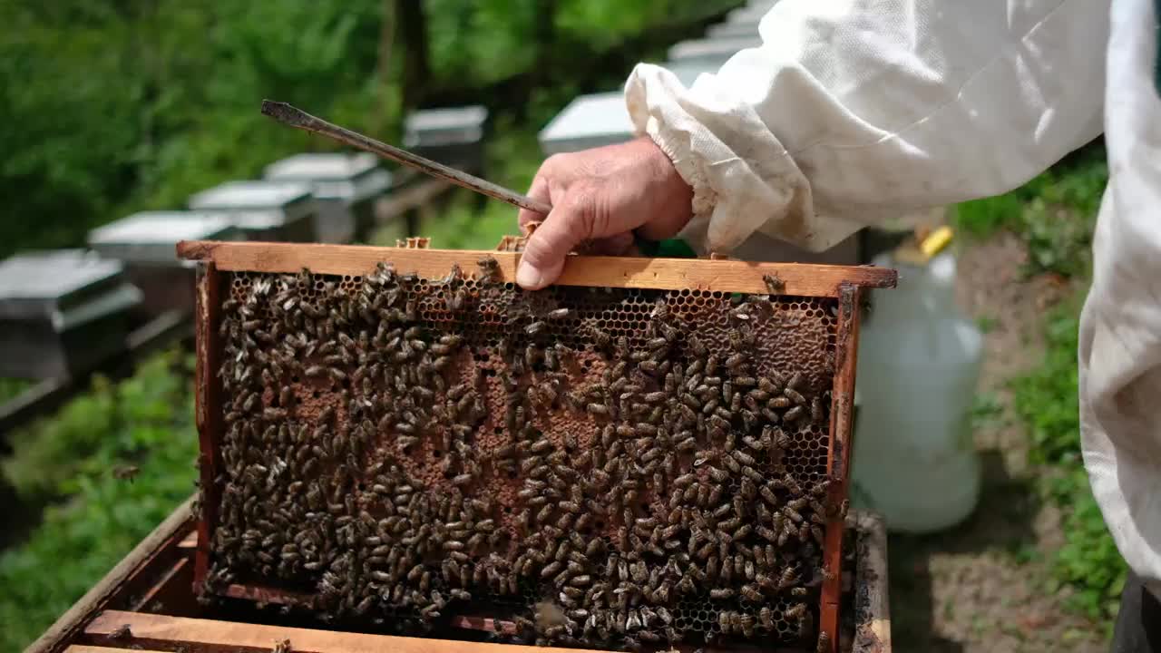 身穿白色防护服的养蜂人拿着装在木框里的蜜蜂和蜂蜡视频素材