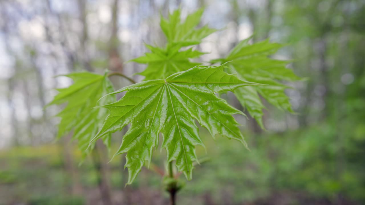 幼树芽视频素材