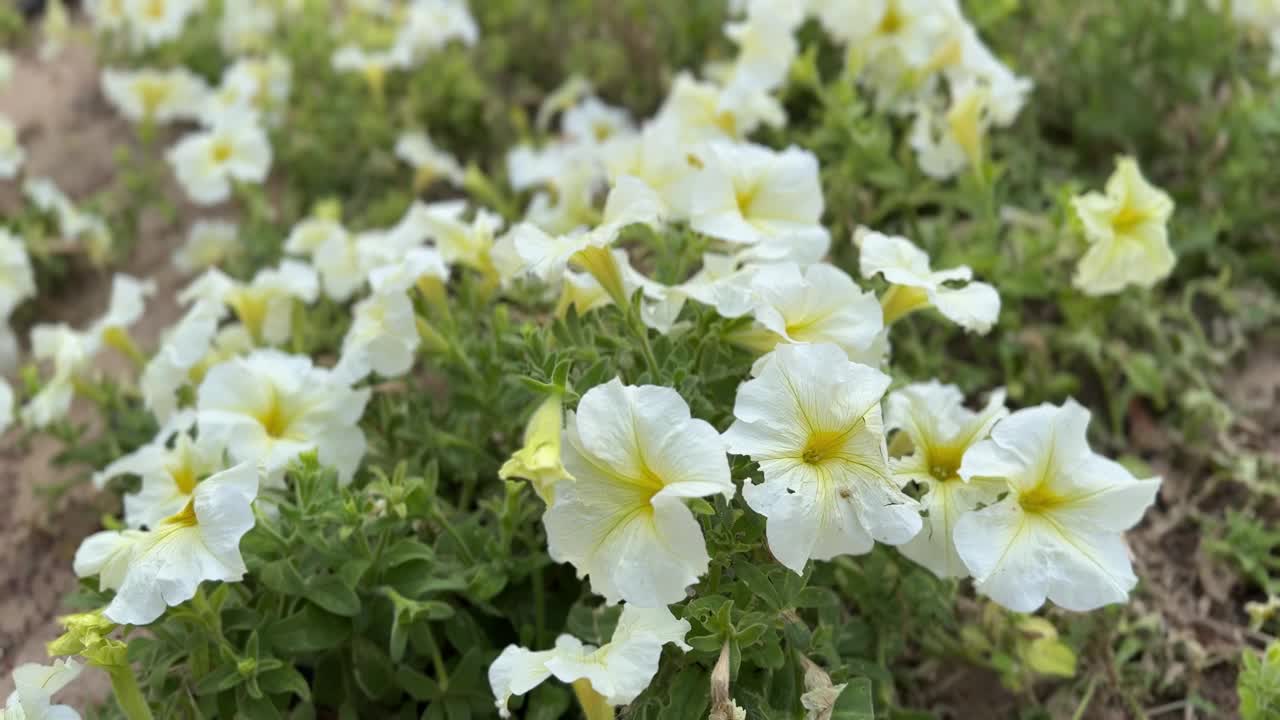 美丽的花朵和树叶在花园里有迷人的绿色背景视频下载