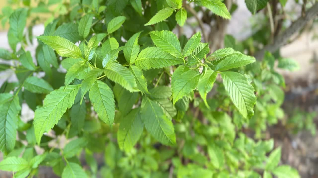 美丽的花朵和树叶在花园里有迷人的绿色背景视频下载