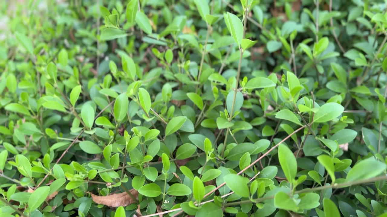 美丽的花朵和树叶在花园里有迷人的绿色背景视频下载