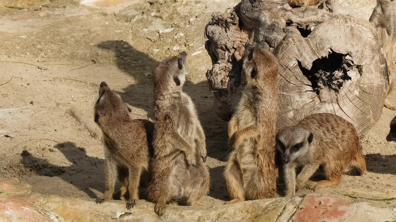 野生猫鼬生活在野生沙漠生态系统，野生动物，大自然视频下载